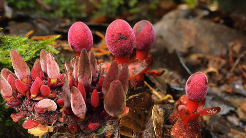 Tỏa Dương (Cynomorium) – thánh dược bổ thận dương của vùng sa mạc