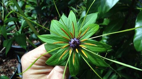 Thất diệp nhất chi hoa – dược liệu thanh nhiệt giải độc quý hiếm của vùng núi cao