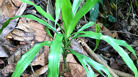 Sâm cau – dược liệu bổ thận dương và tăng cường sinh lực trong Nam Y