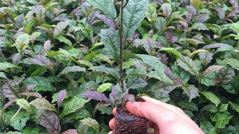 Ba kích tím Quảng Ninh – dược liệu bổ thận dương đặc trưng vùng Đông Bắc