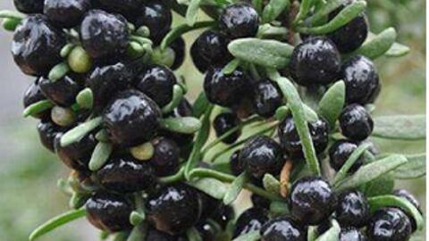 Hắc Câu Kỷ – linh dược dưỡng can thận và chống oxy hóa mạnh của vùng cao nguyên