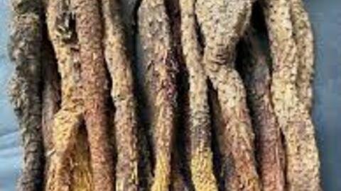 Nhục Thung Dung – thánh dược bổ thận tinh của vùng sa mạc