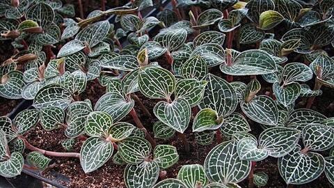 Lan kim tuyến – dược liệu quý hiếm của rừng nhiệt đới ẩm