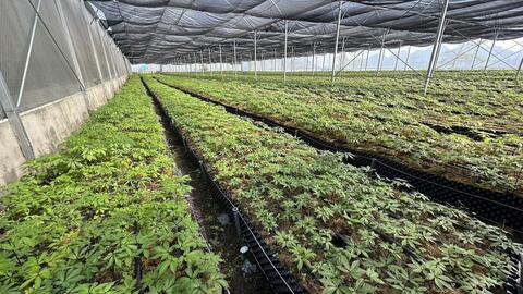 Sâm Lai Châu – nguồn gen Panax quý hiếm của vùng núi cao Tây Bắc