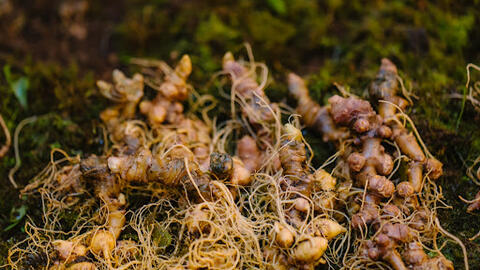 Sâm Ngọc Linh – quốc bảo dược liệu của Việt Nam trong hệ thống nhân sâm thế giới