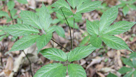 Tam thất hoang – dược liệu Panax quý hiếm của rừng núi Việt Nam