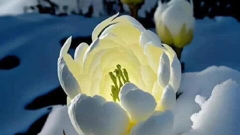 Thiên Sơn Tuyết Liên trong hệ thống “thánh dược” của Đông y