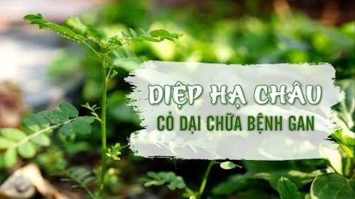 Tinh hoa thuốc Nam Diệp Hạ Châu chữa bệnh gan
