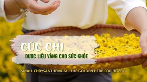 Cúc chi - Dược liệu vàng cho sức khỏe
