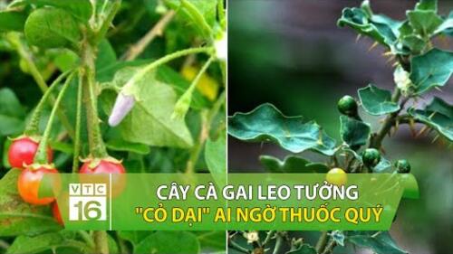 Cây cà gai leo: Tưởng "cỏ dại" ai ngờ thuốc quý